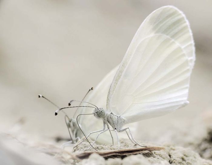 butterfly macro photography