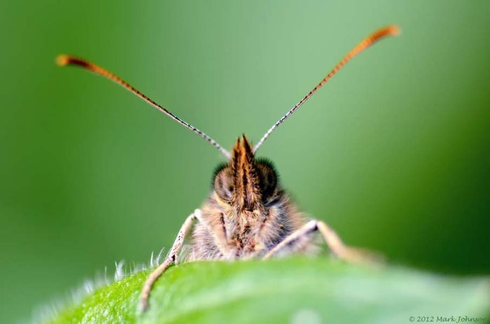 butterfly macro photography