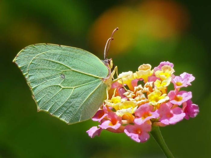 butterfly macro photography