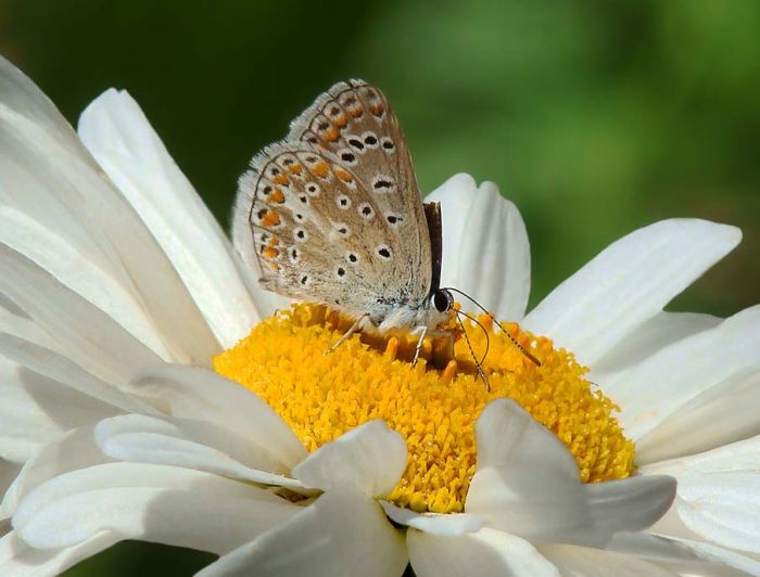 butterfly macro photography