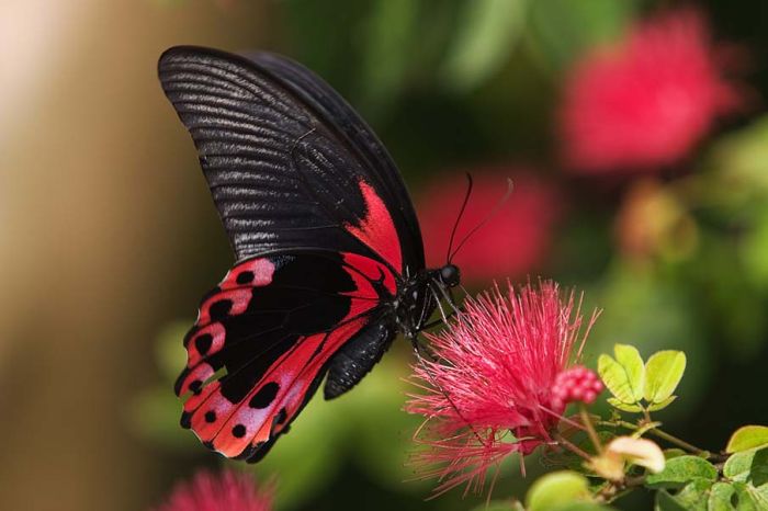 butterfly macro photography