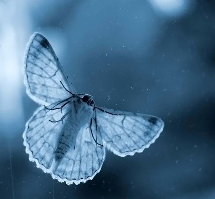 butterfly macro photography