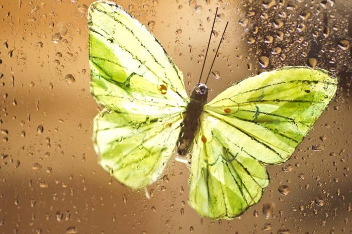 butterfly macro photography