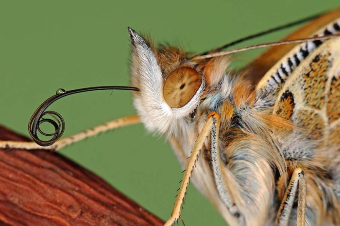 butterfly macro photography