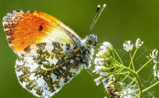 butterfly macro photography