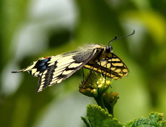 butterfly macro photography