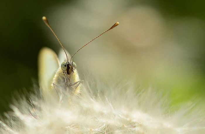 butterfly macro photography