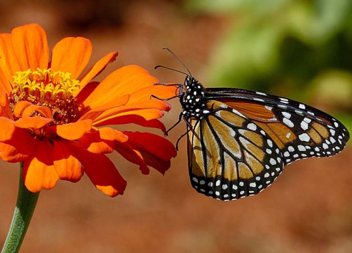 butterfly macro photography