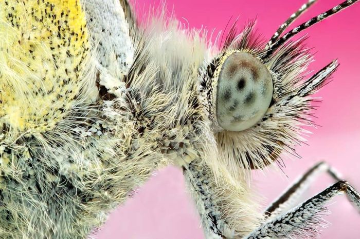 butterfly macro photography