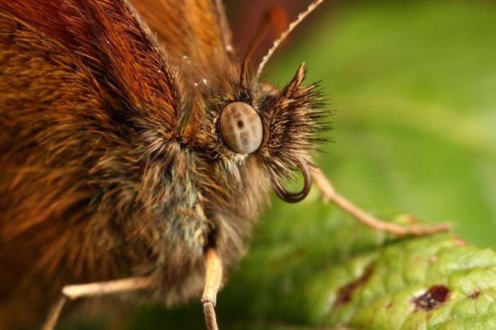 butterfly macro photography