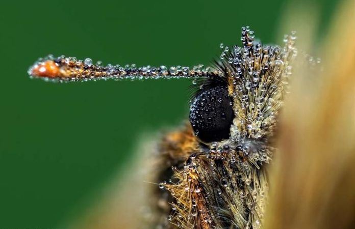 butterfly macro photography