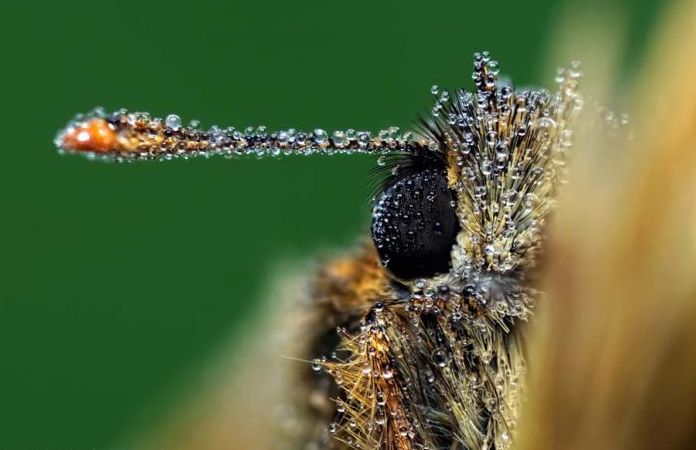 butterfly macro photography