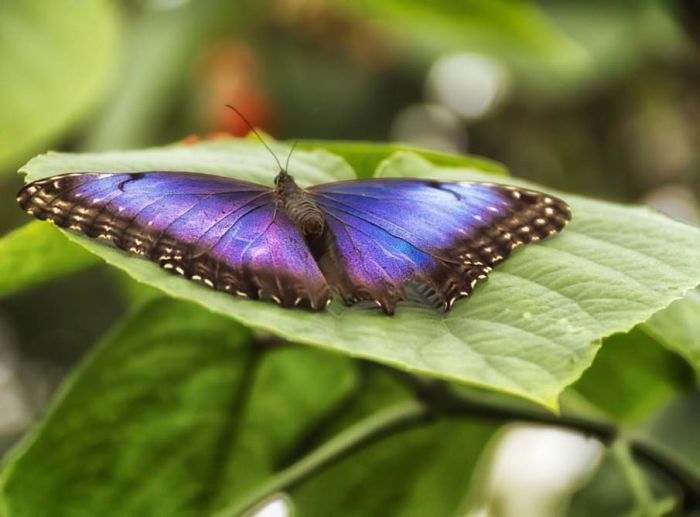 butterfly macro photography