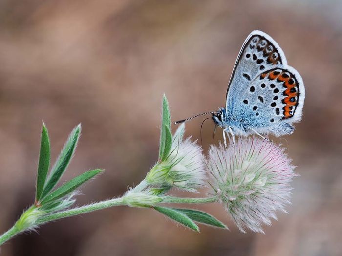 butterfly macro photography