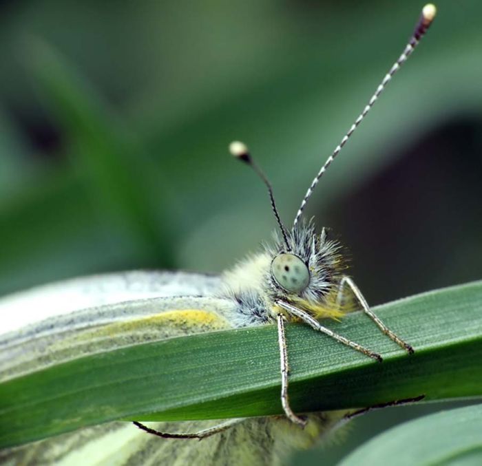 butterfly macro photography