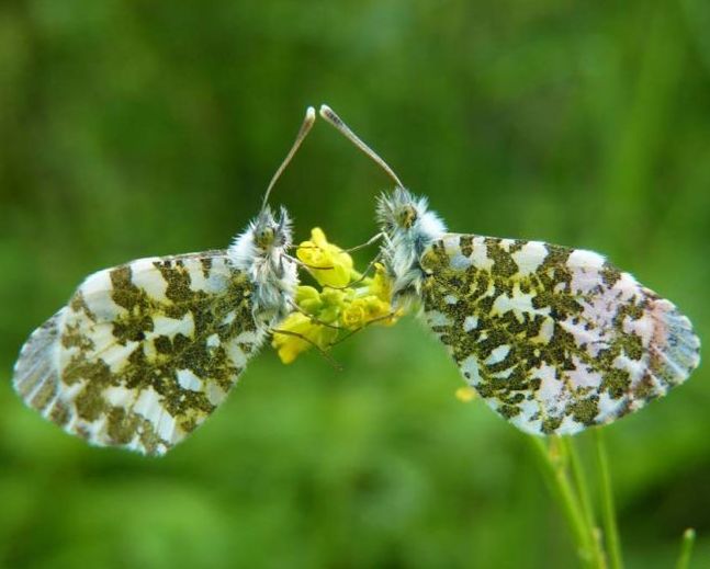 butterfly macro photography