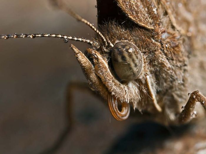 butterfly macro photography