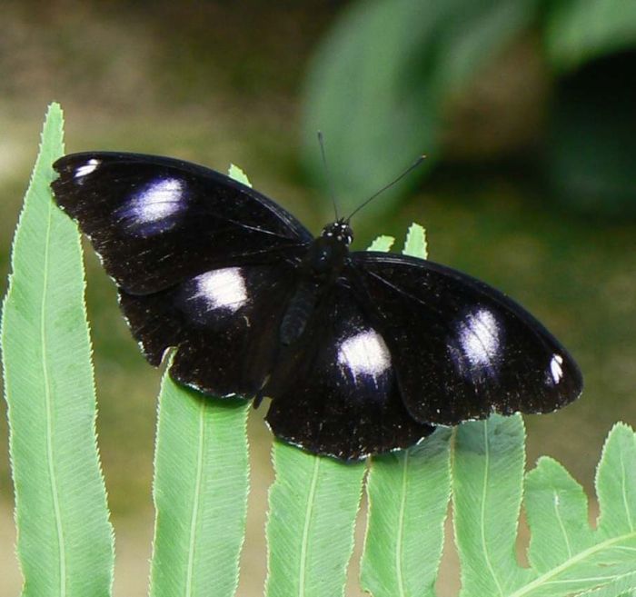 butterfly macro photography