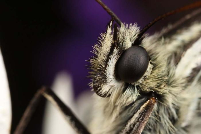 butterfly macro photography