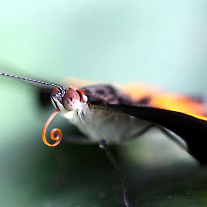 butterfly macro photography