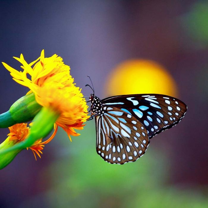 butterfly macro photography