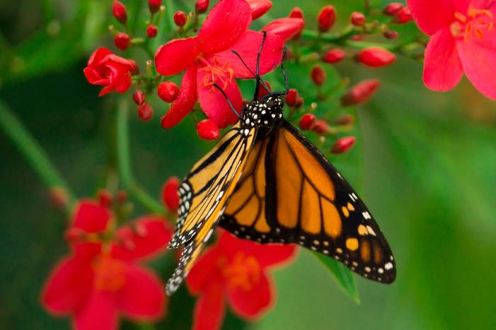 butterfly macro photography