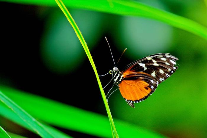 butterfly macro photography