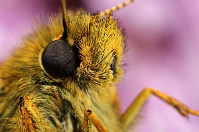 butterfly macro photography