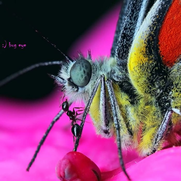 butterfly macro photography