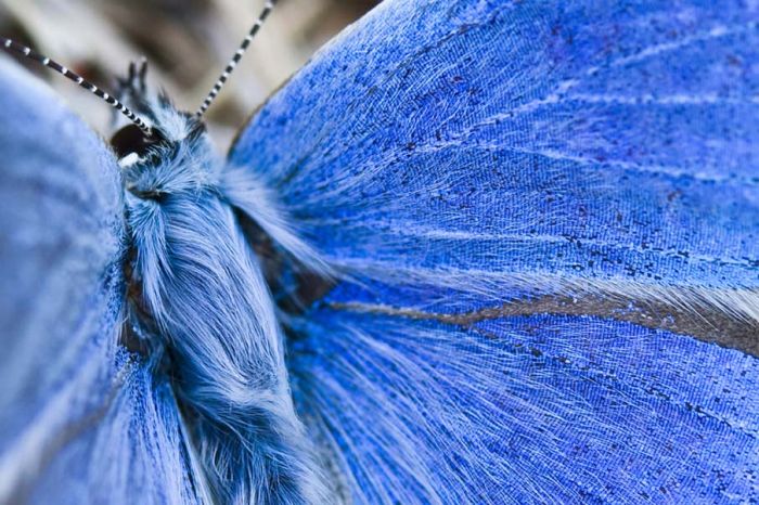 butterfly macro photography