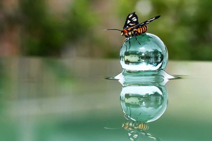 butterfly macro photography