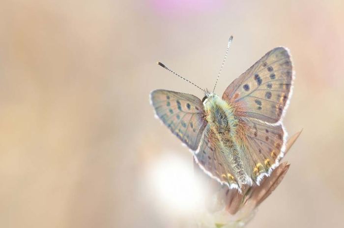 butterfly macro photography