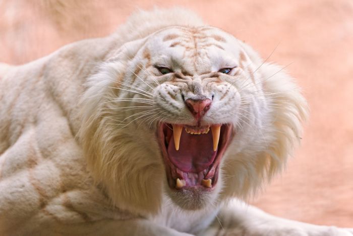 white tiger