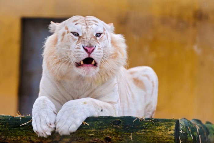 white tiger