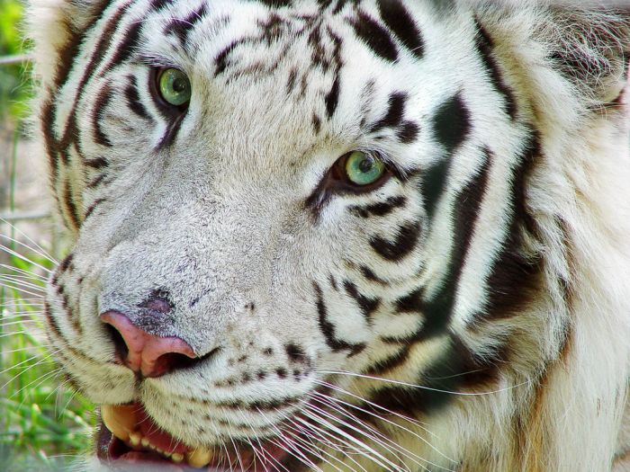 white tiger