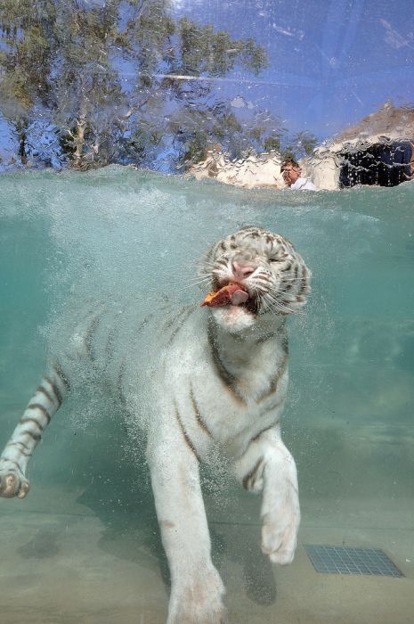 white tiger