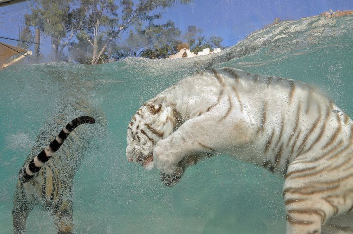 white tiger