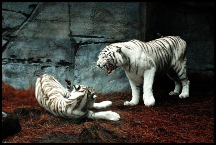 white tiger