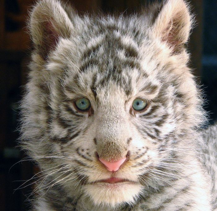 white tiger