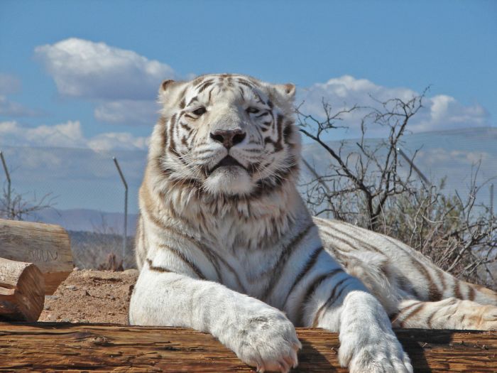 white tiger