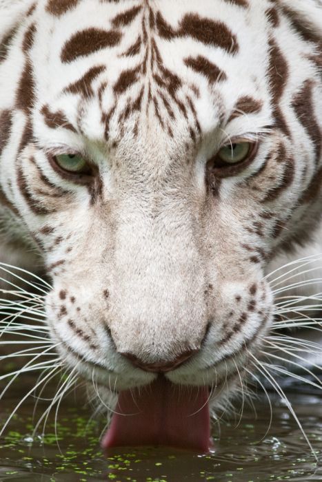 white tiger