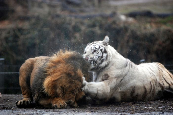 white tiger