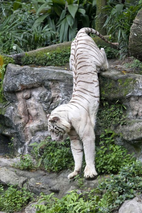 white tiger