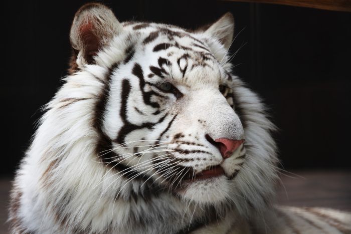 white tiger