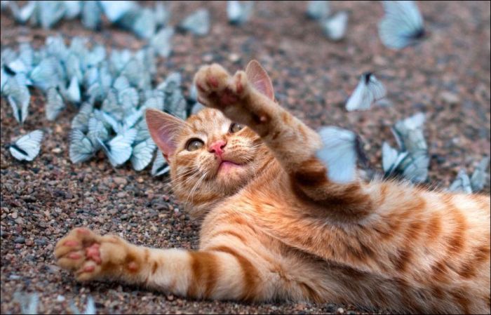 cat playing with butterflies