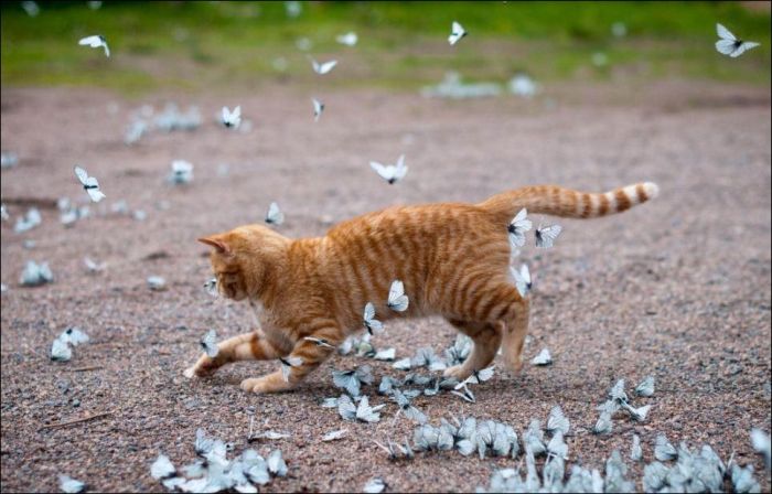 cat playing with butterflies