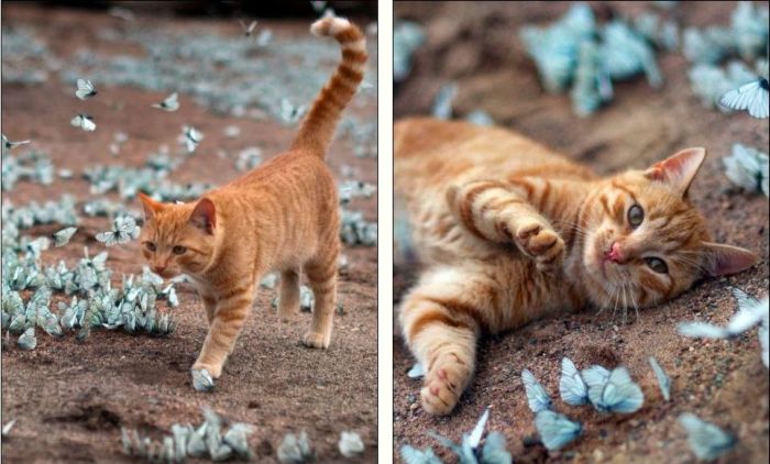 cat playing with butterflies