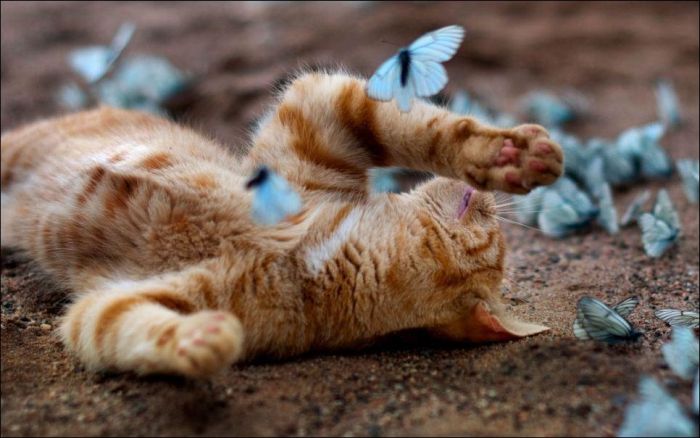 cat playing with butterflies