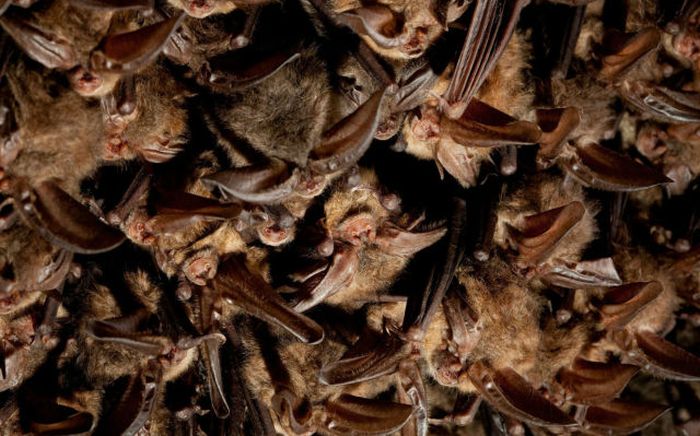 bats in the cave