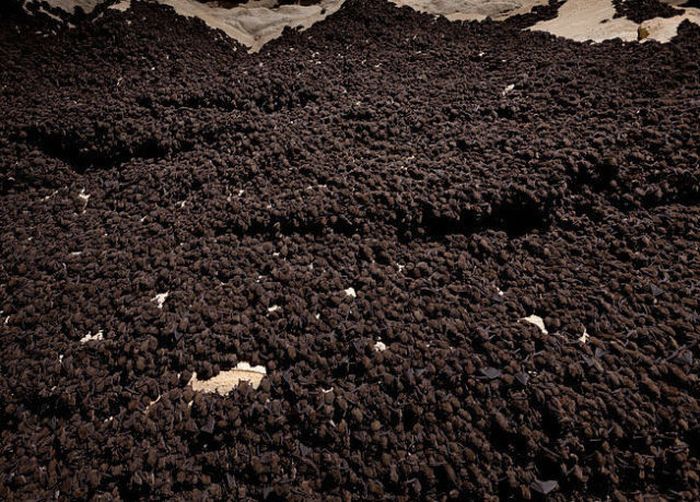 bats in the cave